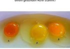 Wie man Eier von gesunden Hühnern erkennt