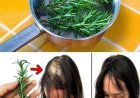Lernen Sie, Rosmarin zu verwenden, um Haarausfall zu stoppen und das Haarwachstum