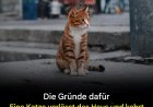 Warum verlassen Katzen ihr Zuhause und kommen nicht zurück