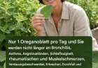 Kubanischer Oregano: Ein nachdenklicher Blick auf Tradition, Ritual und verantwortungsvollen Umgang