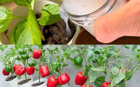 Eine Handvoll dieser Zutat regeneriert den gesamten Garten für vier Jahreszeiten.