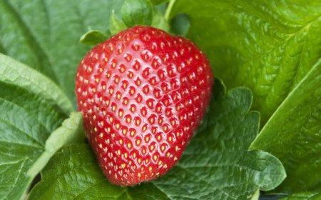 Ich habe Erdbeeren in Salzwasser eingeweicht, und daraus kamen diese weißen Dinger heraus