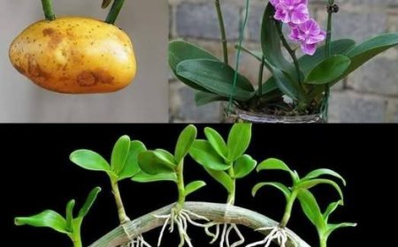 Meine Orchidee hat fünfmal so viele Blüten hervorgebracht wie Gärtner: Ich teile einen rein natürlichen Dünger