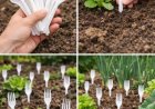 Plastikgabeln im Gemüsegarten: Alle Gärtner machen es – der Grund dafür ist genial.
