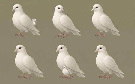 Die Anzahl der Tauben, die du siehst, verrät, wer an deiner Seite geht