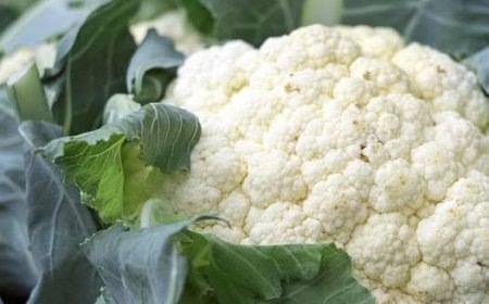 Ärzte enthüllen, dass Blumenkohl … verursacht. …Mehr anzeigen