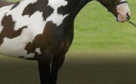 Nur Menschen mit hohem IQ werden das zweite Pferd in dieser verblüffenden optischen Täuschung entdecken.