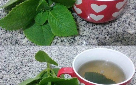 5 Gründe, warum Senioren Oregano in ihre Ernährung aufnehmen sollten