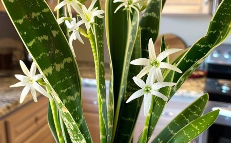 Wie man Schwiegermutterzunge zum Blühen bringt, um das ganze Haus zu parfümieren