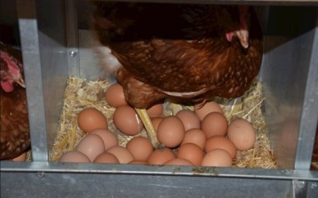 Sollten wir Eier mit Blutflecken essen