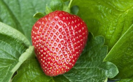 Ich habe Erdbeeren in Salzwasser eingeweicht