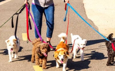 Warum Hunde Menschen beschnüffeln: Eine natürliche Erklärung