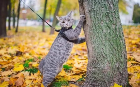 Katzenverhalten im Alltag