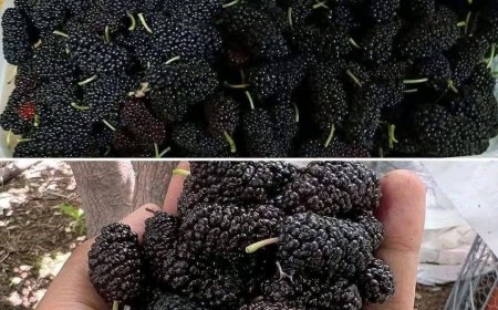 Hast du es schon mal probiert? Weißt du, wie es heißt?