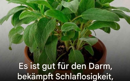 Vorteile und mögliche Gegenanzeigen dieser unverzichtbaren Küchenpflanze