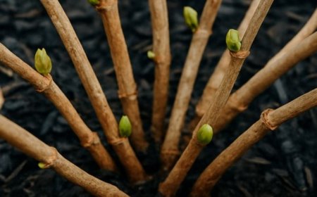Mit diesen Tricks erwecken Sie ruhende Hortensien zu neuem Leben und fördern eine üppige Sommerblüte