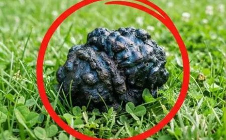 Mein Hund erstarrte im Gras und begann zu schnüffeln