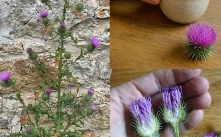 Die Vorteile der Wurzel der Gewöhnlichen Kratzdistel (Bull Thistle): Anwendung, Eigenschaften und Zubereitung