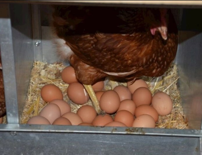 Sollten wir Eier mit Blutflecken essen