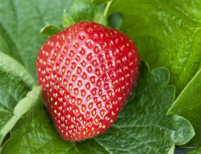 Ich habe Erdbeeren in Salzwasser eingeweicht