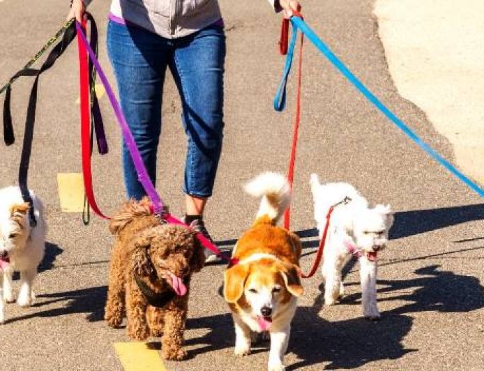 Warum Hunde Menschen beschnüffeln: Eine natürliche Erklärung