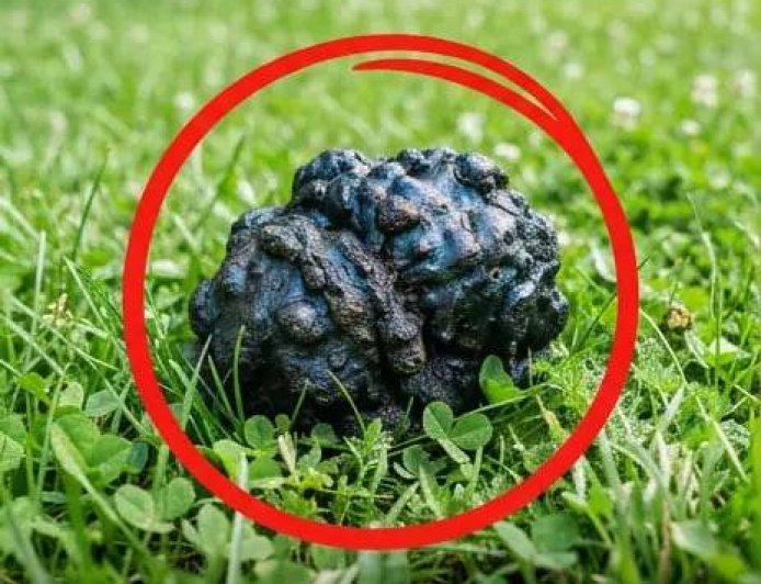 Mein Hund erstarrte im Gras und begann zu schnüffeln