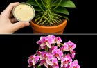 Wiederbelebung der Blüte Ihrer Orchidee: Ein Leitfaden zur Verwendung von Knoblauchpulver