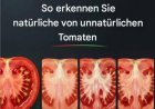 Was Ihre Tomate Ihnen sagen will