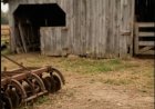 She Expected to Take Over the Farm, But My Grandfather Had Other Ideas