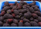 Warum die Schwarze Maulbeere seit Jahrhunderten so geschätzt wird