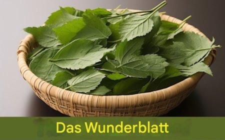 Blatt reduziert Diabetes, Blutdruck, lindert Körperschmerzen, senkt den Cholesterinspiegel und beseitigt Durchblutungsstörungen.