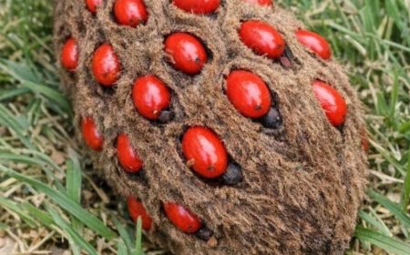 Dieser seltsame Fund unter dem Baum sorgt bei vielen für Verwirrung