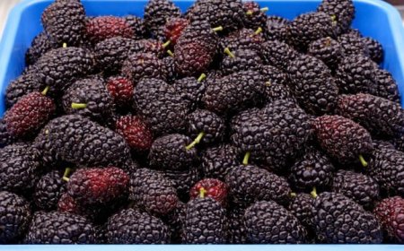 Warum die Schwarze Maulbeere seit Jahrhunderten so geschätzt wird