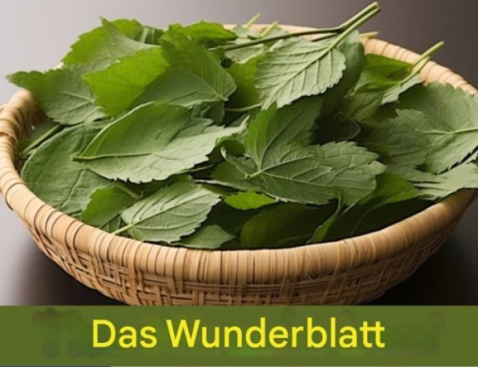 Blatt reduziert Diabetes, Blutdruck, lindert Körperschmerzen, senkt den Cholesterinspiegel und beseitigt Durchblutungsstörungen.