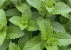 Pfefferminzsaft mit Zitrone: Wohltuende Eigenschaften und einfache Zubereitung