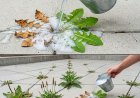 Natürliche und wirksame hausgemachte Unkrautbekämpfung