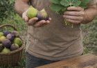 Feigenblätter: Die traditionelle Verwendung, die die moderne Wissenschaft mit zunehmendem Interesse analysiert