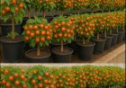 Wer große, saftige Tomaten züchten möchte, muss dieses Geheimnis kennen.