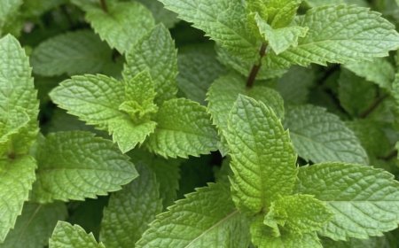 Pfefferminzsaft mit Zitrone: Wohltuende Eigenschaften und einfache Zubereitung