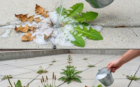 Natürliche und wirksame hausgemachte Unkrautbekämpfung