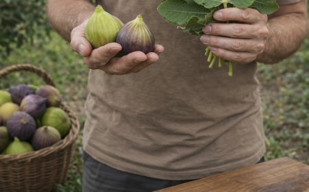 Feigenblätter: Die traditionelle Verwendung, die die moderne Wissenschaft mit zunehmendem Interesse analysiert