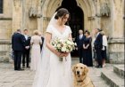 Rex tauchte bei der Hochzeit seiner Geliebten auf.