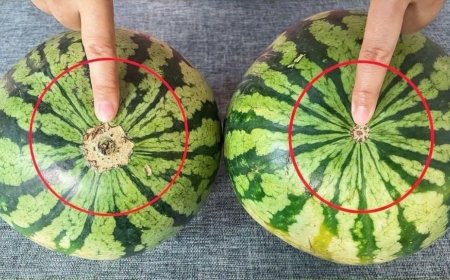 ier ist eine todsichere visuelle Anleitung, um die süßesten Früchte auf dem Markt zu finden.