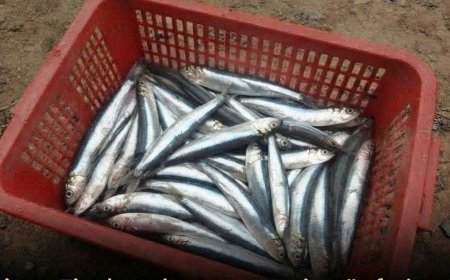 Dieser preiswerte Fisch ist viel günstiger als Lachs und überraschend proteinreich.