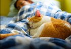 Hier sind 8 Schlafpositionen für Katzen und ihre Bedeutungen