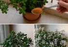 Wie man einen Geldbaum zum Blühen bringt und das ganze Haus beduftet