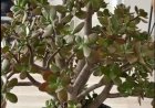 Viele Menschen haben einen Geldbaum zu Hause – doch diese Besonderheiten kennen nur wenige