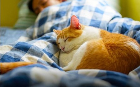 Hier sind 8 Schlafpositionen für Katzen und ihre Bedeutungen