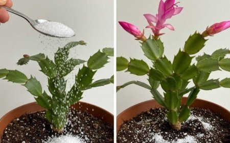 Herbstliches Erwachen: Zimmerpflanzen mit einem kleinen Geheimnis zum Leben erwecken