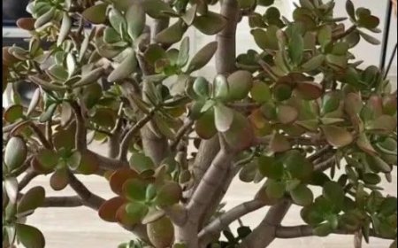 Viele Menschen haben einen Geldbaum zu Hause – doch diese Besonderheiten kennen nur wenige
